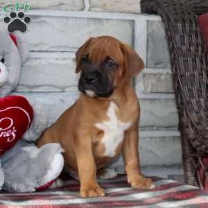 Bronco, Boxer Puppy